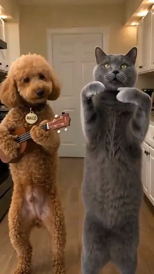 A brown poodle holding a ukulele beside a grey cat standing upright in a kitchen